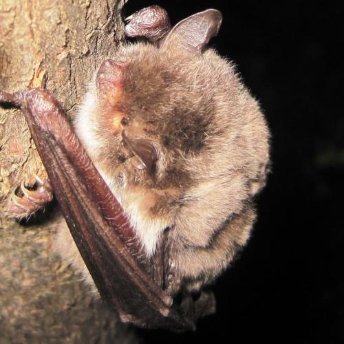 ratpenats_de_peus_grans_myotis_capaccini.jpg
