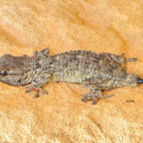 reptils2.tarentola._dragonet.jpg