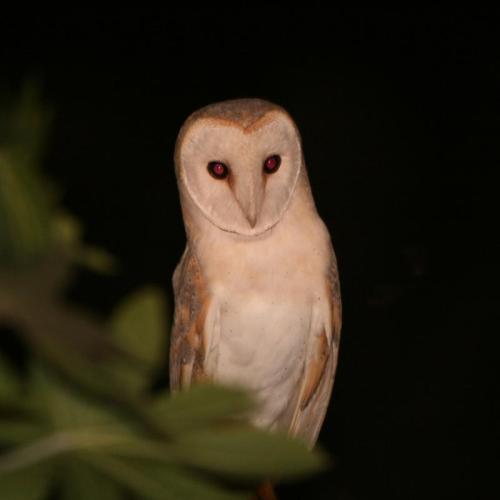 tyto_alba_2.jpg