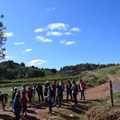 Els camins del vi