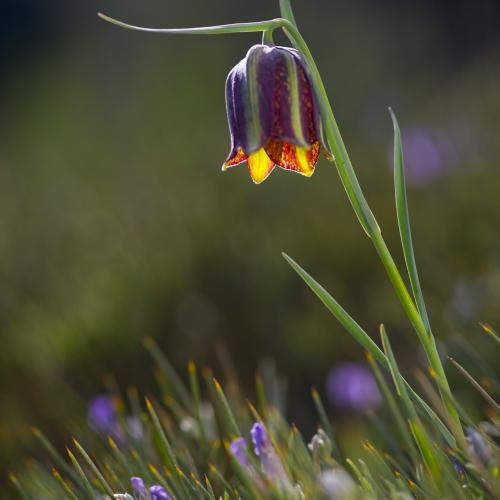 ITINERARI FOTOGRÀFIC DE FLORS