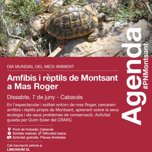 Amfibis i rèptils de Montsant a Mas Roger