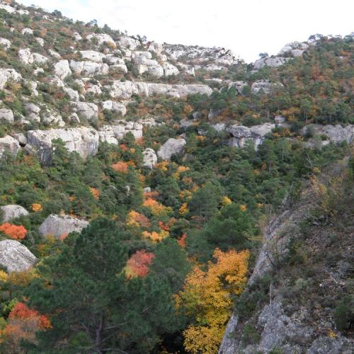 Ser bosc. Presència i calma