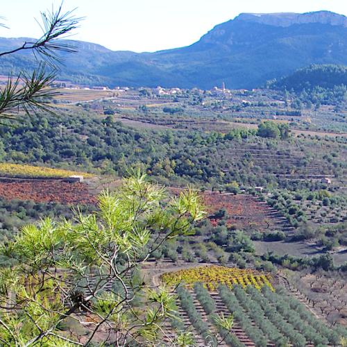 Senderisme + tast d'olis biodinàmics