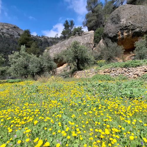 Montsant primaveral - Senderisme interpretatiu