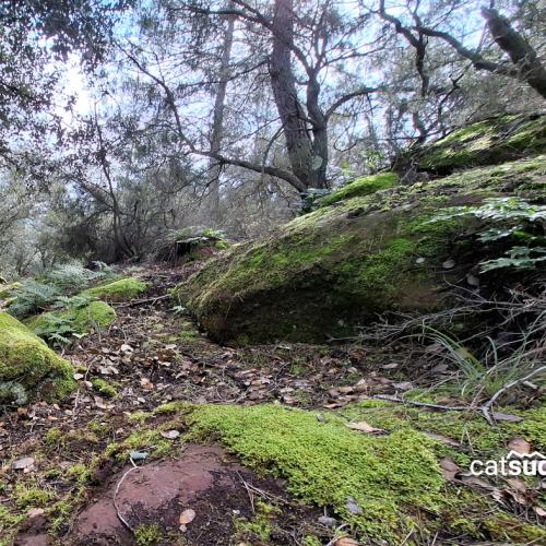 Camins a l'interior - Ruta saludable