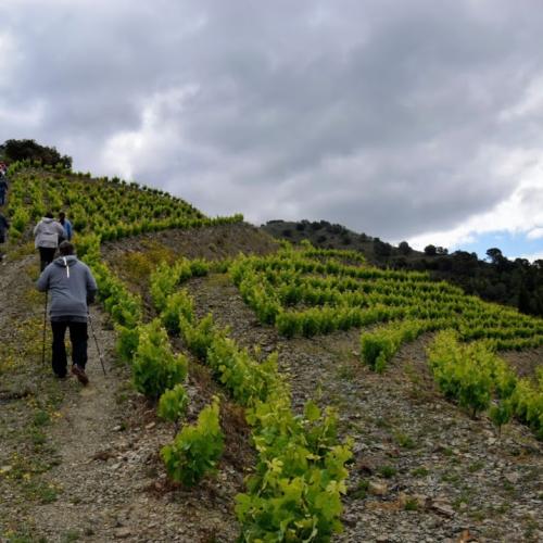 Els camins del vi