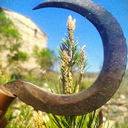 Els dons vegetals, plantes per la Vida 