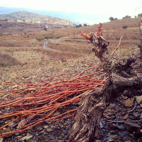 Taller de poda de vinya i calçotada al Priorat