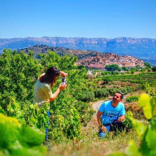 Green-pruning vineyards and paella in Priorat! 6 and 7 June, 2024