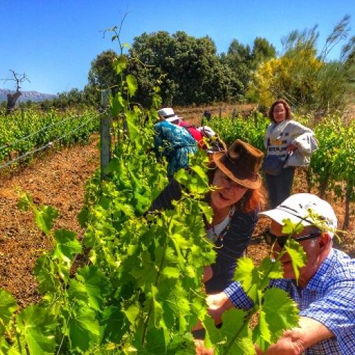 Green-pruning vineyards and paella in Priorat! 6 and 7 June, 2024