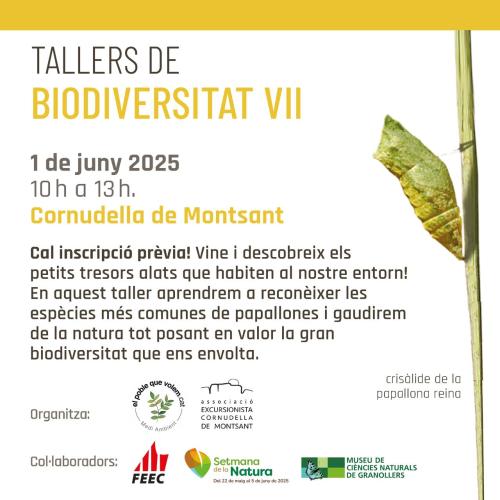 Taller de biodiversitat: Papallones