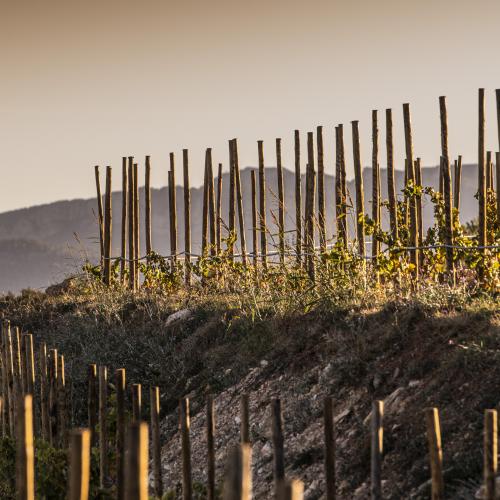 Visita Immersiva Coca i Fitó