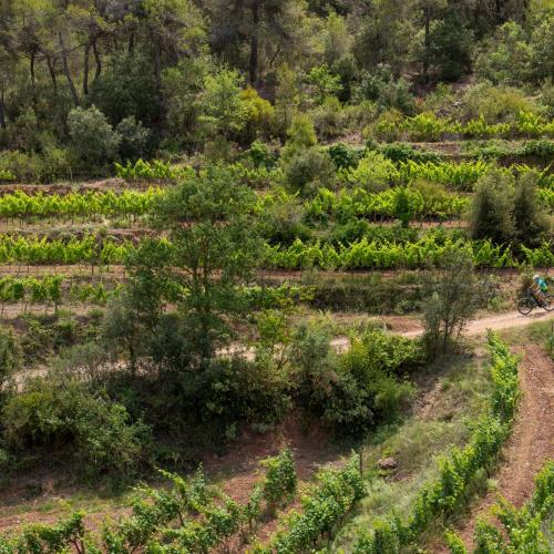 Fira del Vi, tasta Priorat