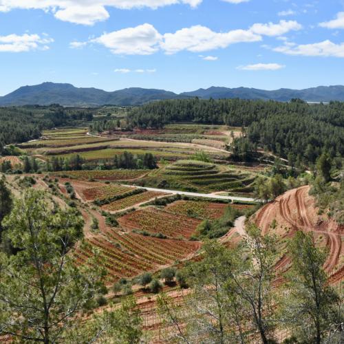 Experiència enoturística a Coca i Fitó