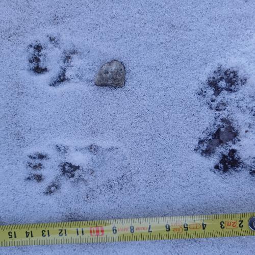 La fauna salvatge