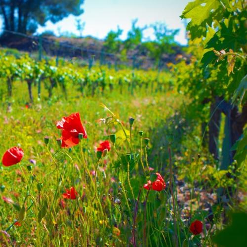 Green-pruning vineyards and paella in Priorat! 6 and 7 June, 2024