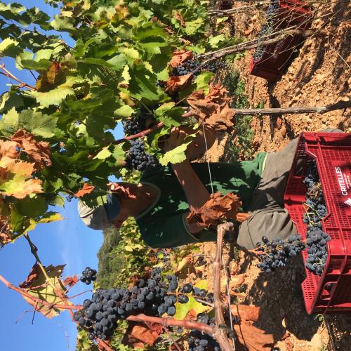 Tast de Vins Nous i Vins de Barrica
