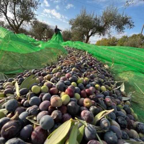 Taller de collita d'olives i dinar