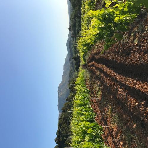 Immersió als Vins del Montsant Nord