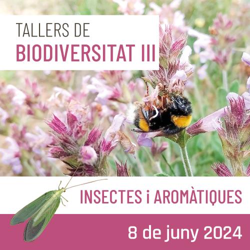 Taller d’insectes i plantes aromàtiques (Tallers de biodiversitat III)