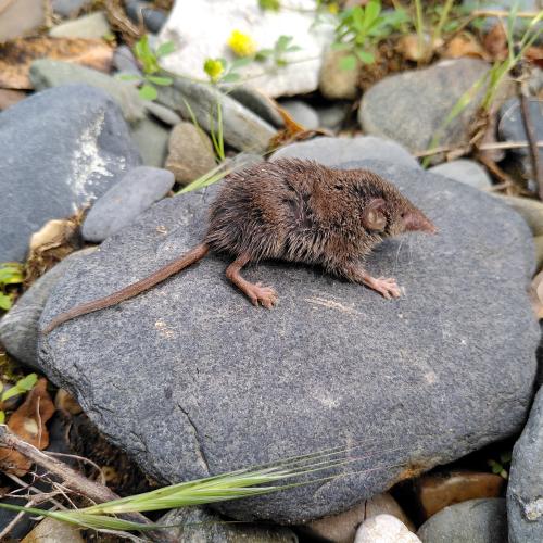 La fauna salvatge