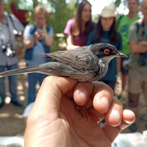 La fauna salvatge