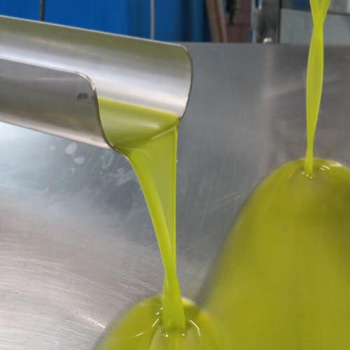 Vine a collir olives! Esmorzar i visita entre oliveres + visita al molí i tast d’olis