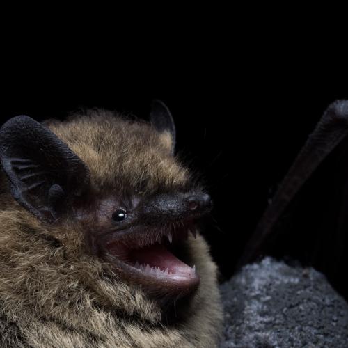 La fauna salvatge