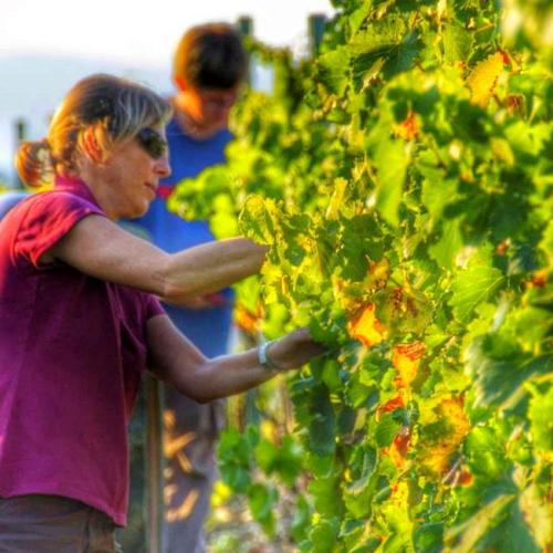 GREEN-PRUNING VINES AND EATING PAELLA IN PRIORAT