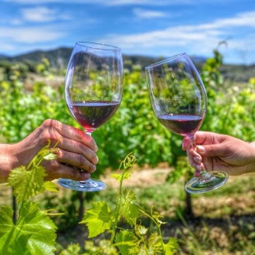 Green-pruning vineyards and paella in Priorat! 6 and 7 June, 2024