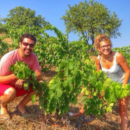 GREEN-PRUNING VINES AND EATING PAELLA IN PRIORAT