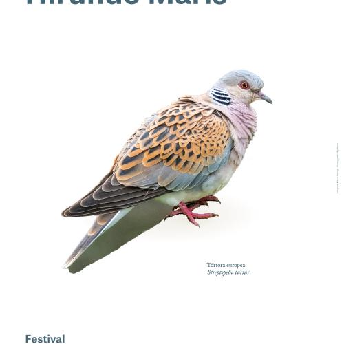 Concert de Hirundo Maris