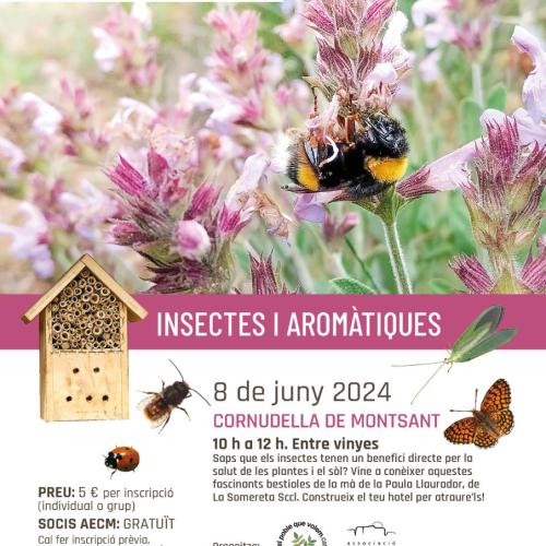 Taller d’insectes i plantes aromàtiques (Tallers de biodiversitat III)