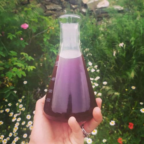 Iniciació a la Remeieria