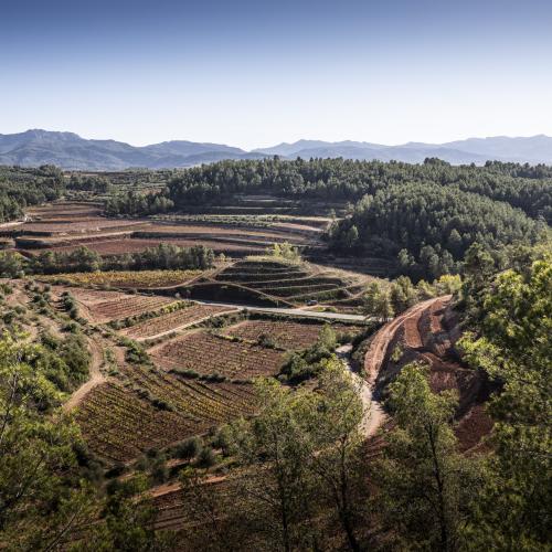 Visita Immersiva Coca i Fitó