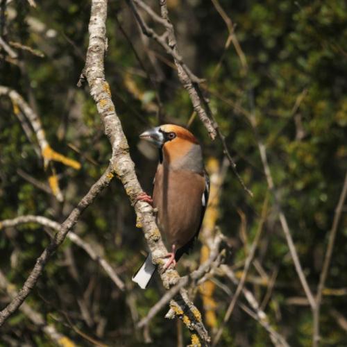 Ocells del bosc de ribera