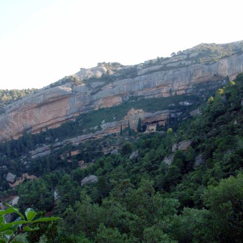 Vine a descobrir els secrets de l'alzinar del barranc de Sant Salvador.