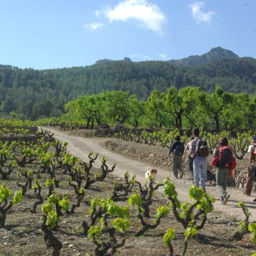 Caminant entre vinyes del Priorat