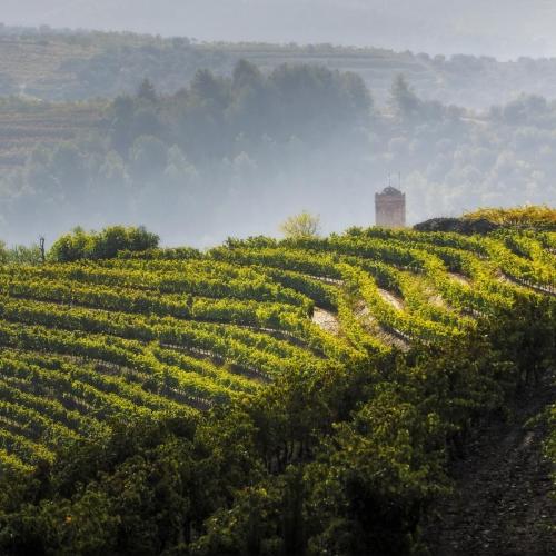 fot_300_torres_priorat.jpg