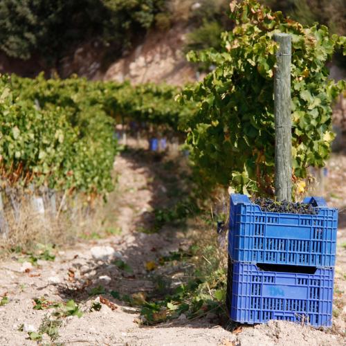 Celler Joan Ametller (DOQ Priorat)